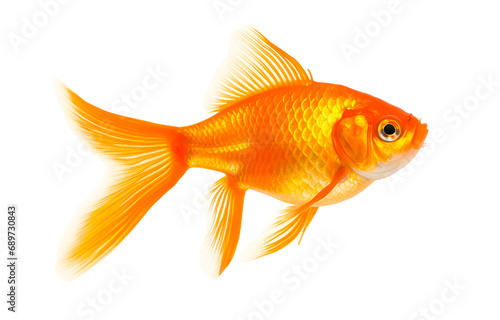 Gold Fish Isolated on a white transparent background, png. 