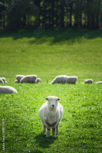 sheep looking at the camera a flock in background