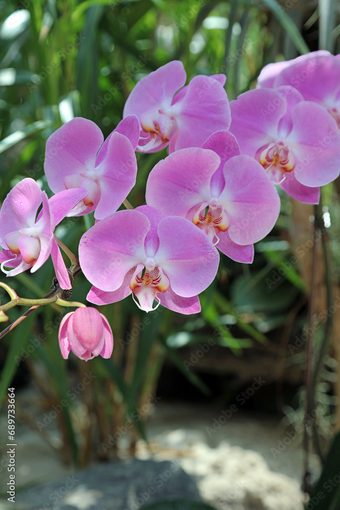 Closeup of pink East Indian Butterfly Plant blooms, Singapore
Closeup of pink East Indian Butterfly Plant blooms, Singapore