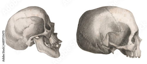 Human skull. Vintage human skull vector illustrations photo