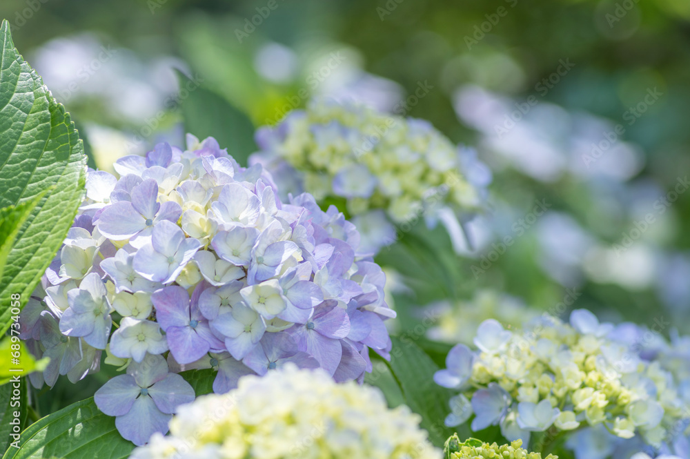 初夏に見頃を迎えた青い紫陽花 初夏に見頃を迎えた青い紫陽花