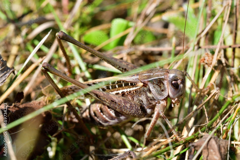 Macro photo of a dark bush-cricket's head in the grass