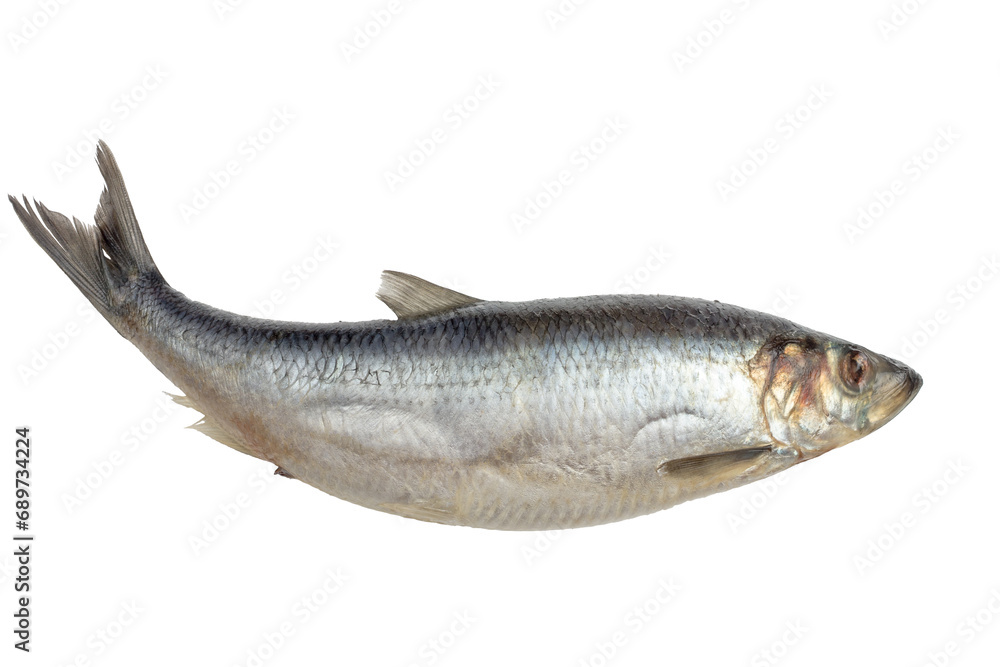Herring fish isolated on a white background Herring fish isolated on a white background