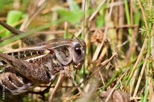 Obraz na płótnie Macro photo of a dark bush-cricket's head in the grass w salonie