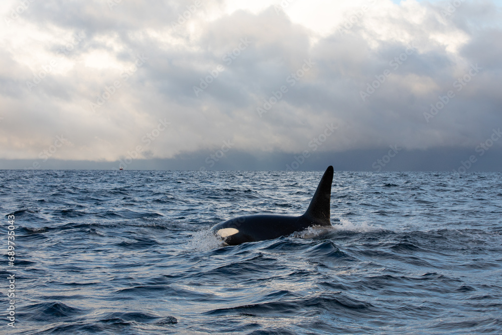 Naklejka premium Orca (killer whale) swimming in the cold waters on Tromso, Norway.
