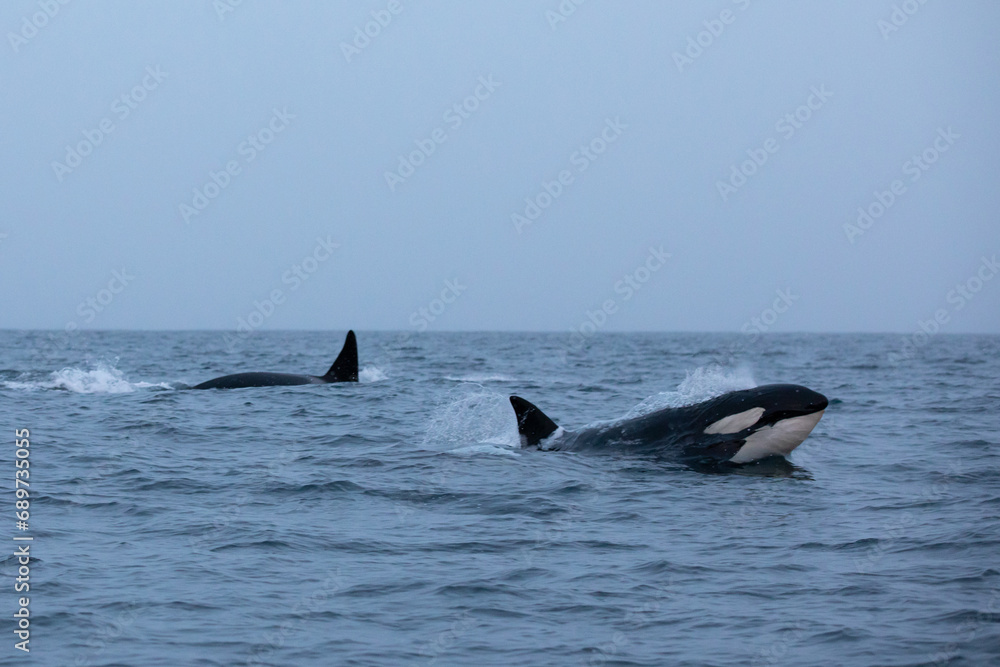 Obraz premium Orca (killer whale) swimming in the cold waters on Tromso, Norway.