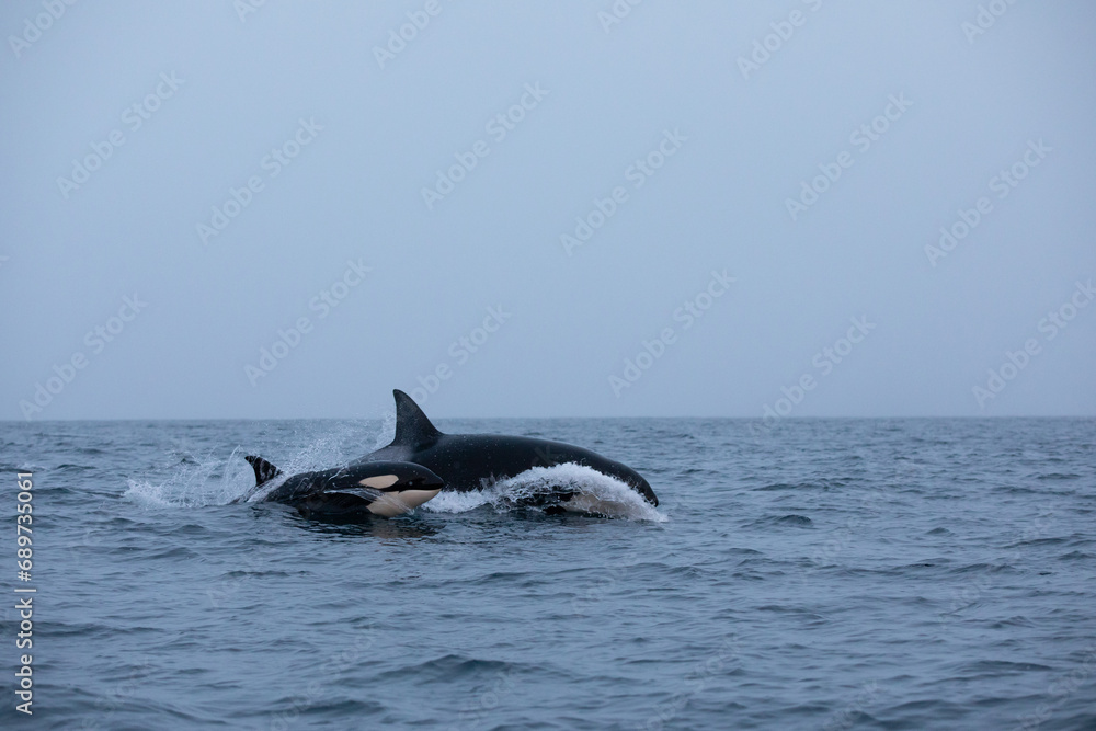 Fototapeta premium Orca (killer whale) swimming in the cold waters on Tromso, Norway.