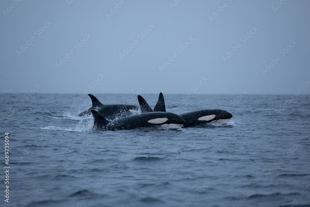 Orca (killer whale) swimming in the cold waters on Tromso, Norway. Orca (killer whale) swimming in the cold waters on Tromso, Norway.