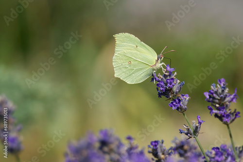 Common brimstone butterfly (Gonepteryx rhamni) sitting on lavender in Zurich, Switzerland