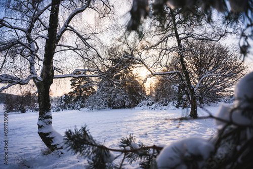 Bäume im Schnee photo