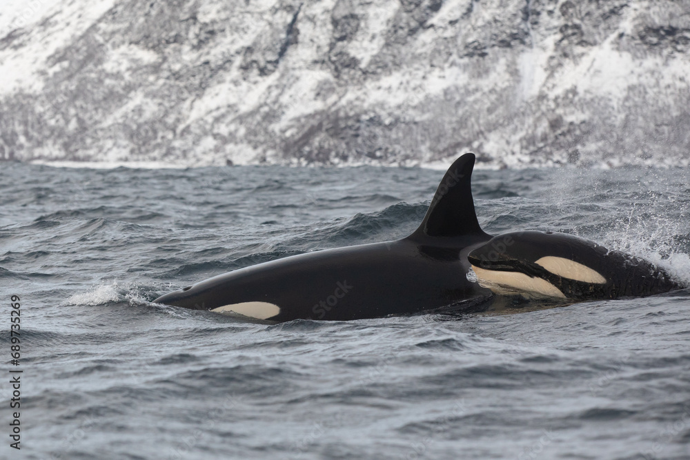Fototapeta premium Orca (killer whale) swimming in the cold waters on Tromso, Norway.