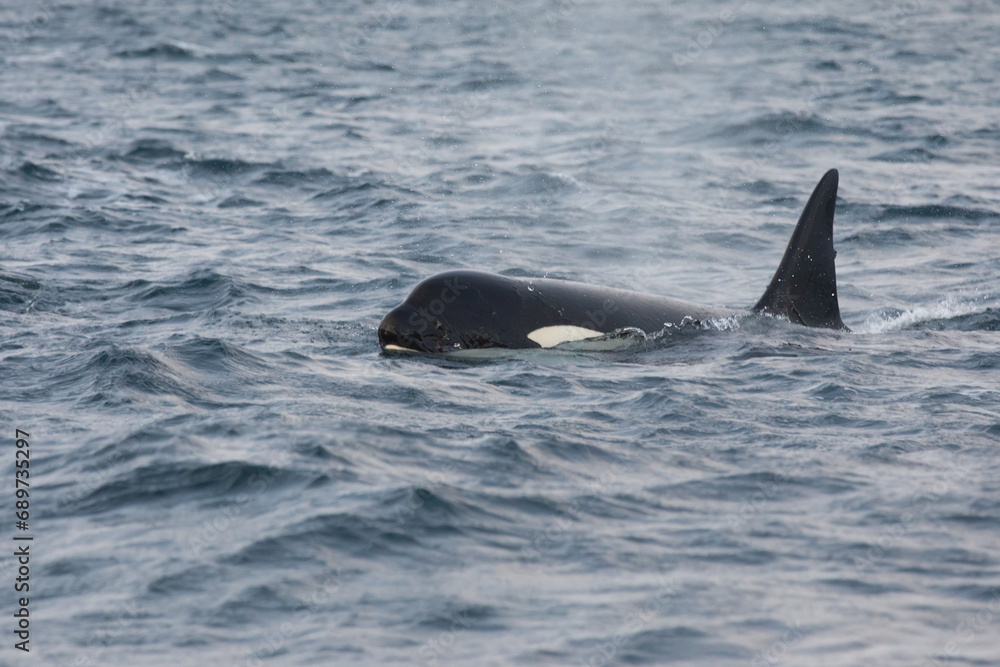 Orca (killer whale) swimming in the cold waters on Tromso, Norway. Orca (killer whale) swimming in the cold waters on Tromso, Norway.