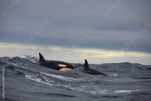 Orca (killer whale) swimming in the cold waters on Tromso, Norway.