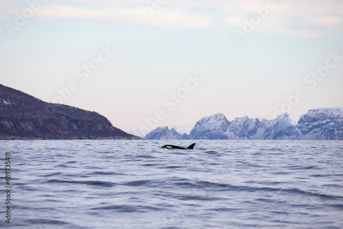 Orca  killer whale  swimming in the cold waters on Tromso  Norway.