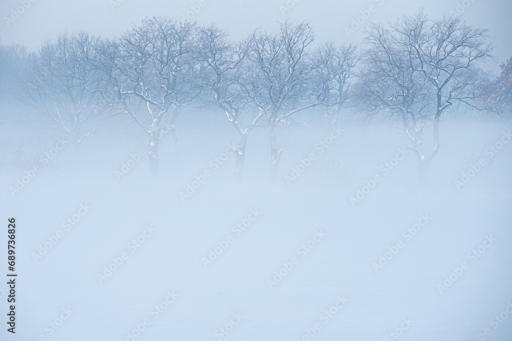 Zimowy krajobraz, drzewa we mgle - obrazy, fototapety, plakaty 