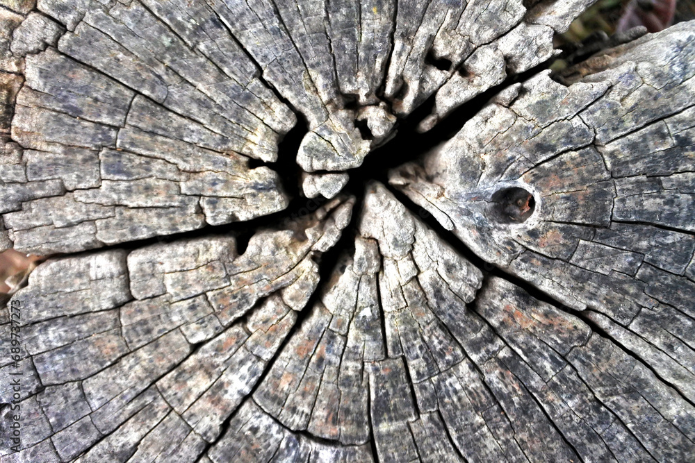 Fototapeta premium Wood texture Tree abstract background nature organic