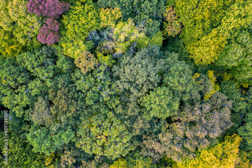 Autumn color forest. Aerial view from a drone over colorful autumn trees in the forest. © Natalia