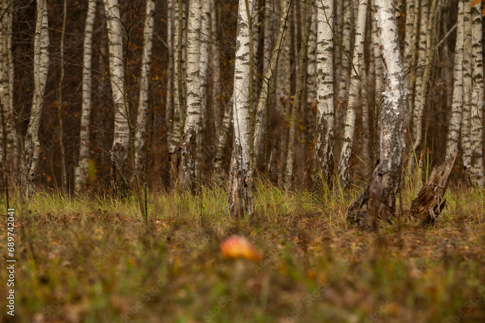 Red fly agaric against a background of autumn grass and trees Red fly agaric against a background of autumn grass and trees