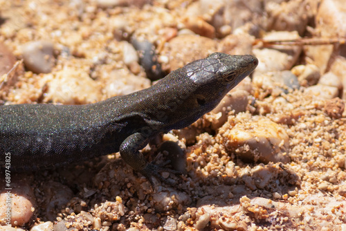 black lizard resting in mallorca  spain