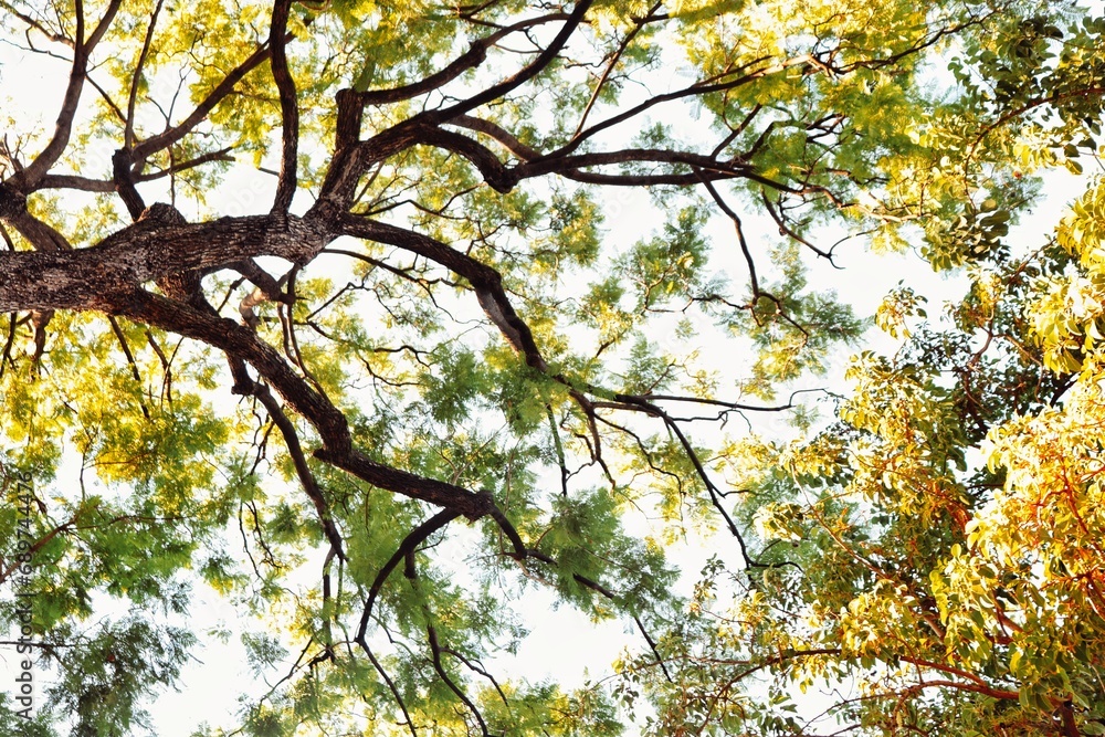 Obraz premium Beautiful leaves and branches details