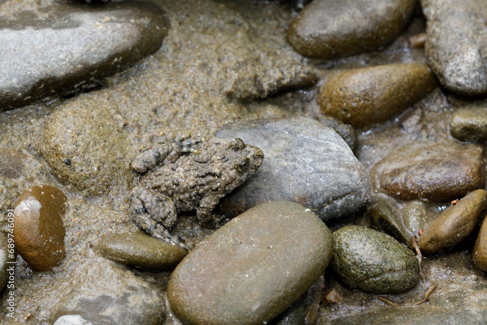 Brown common frog sits on a stone near a puddle