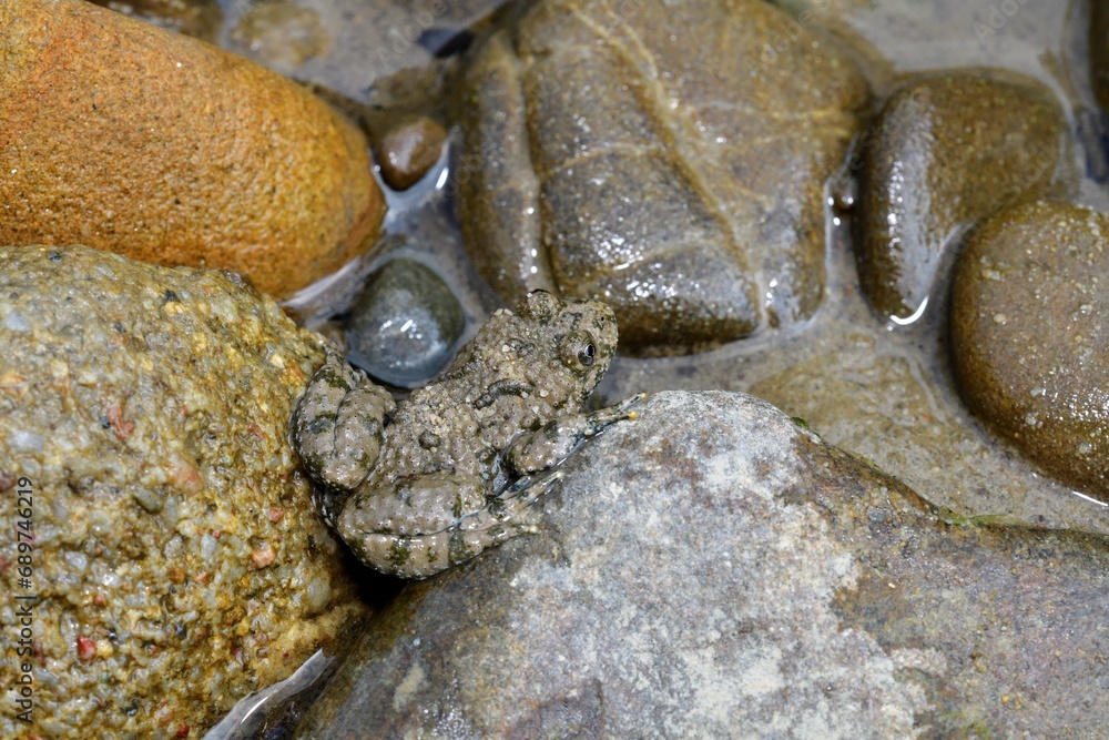 Brown common frog sits on a stone near a puddle