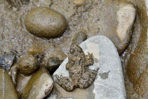 Portrait of common frog sitting on stone near the water scream