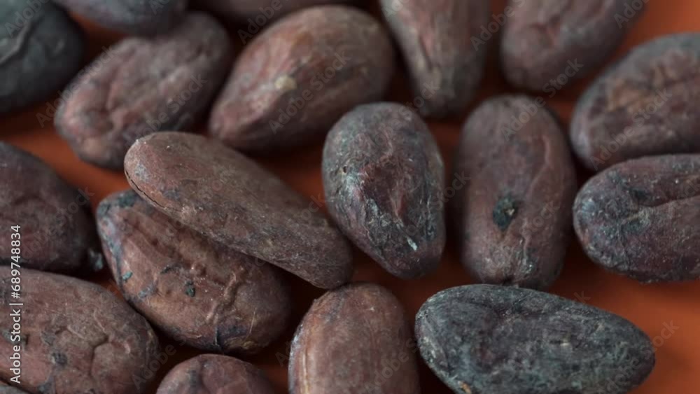 Close-up freshly picked cocoa beans. Slow motion Close-up freshly picked cocoa beans. Slow motion