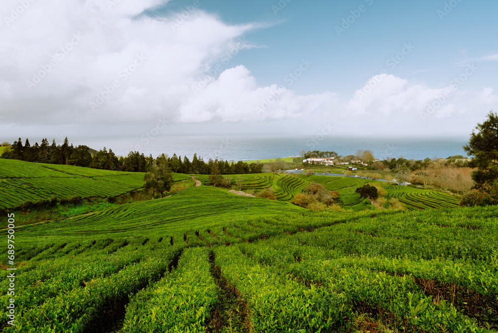 Scenic landscape with lush green rows of organic tea plant. Tea plantation in Europe - Cha Gorreana tea factory in Sao Miguel island, Azores, Portugal