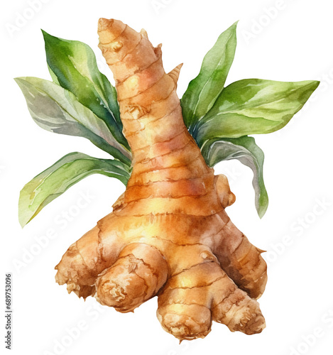 Watercolor illustration of a ginger root. Vegetables. Food. Transparent background, png. Ai generated. photo