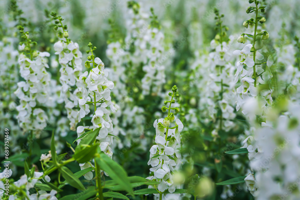 Close up of white Angelonia flowers and green leaves at King Rama 9 Park ,Bangkok Thailand Close up of white Angelonia flowers and green leaves at King Rama 9 Park ,Bangkok Thailand
