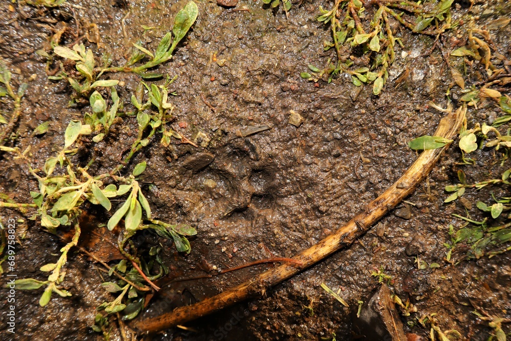 Footprint cat on the mud, sand soil. The front foot of the cat. Animals footprints on the earth. animal track, Tracks. kitten foot prints on earth. cats walk. feline paw Footprint cat on the mud, sand soil. The front foot of the cat. Animals footprints on the earth. animal track, Tracks. kitten foot prints on earth. cats walk. feline paw
