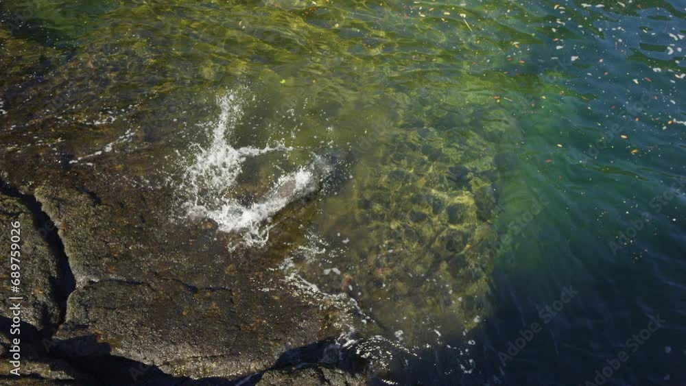 Seal sliding on belly into water - high, drone shot Seal sliding on belly into water - high, drone shot