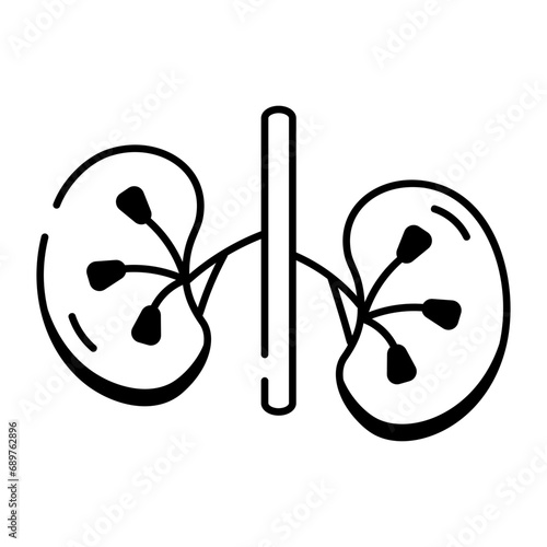 Human kidneys icon in linear style 