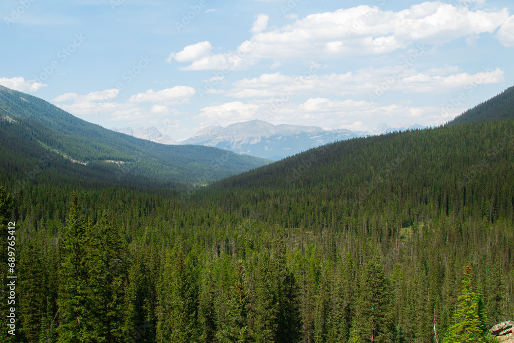 A look into the green forests 