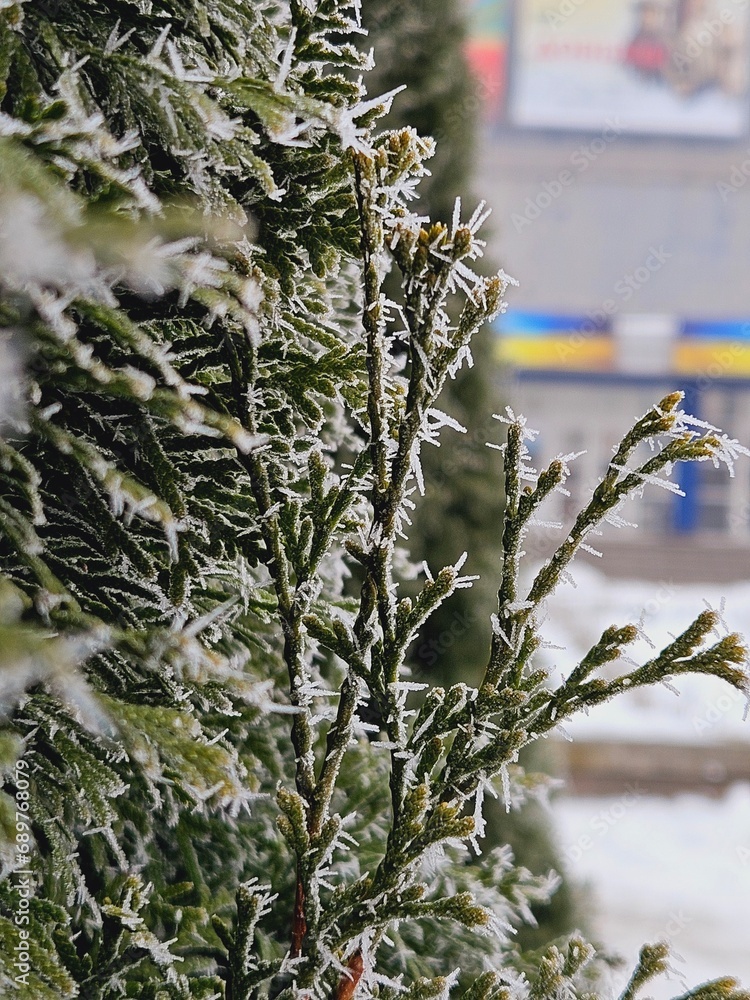 Hands and fingers with psoriatic onychodystrophy or psoriatic nails