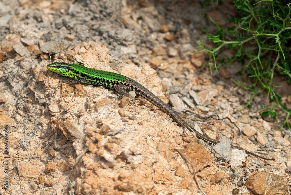 Skyros-Mauereidechse // Skyros wall lizard (Podarcis gaigeae) - Insel Skyros, Griechenland Skyros-Mauereidechse // Skyros wall lizard (Podarcis gaigeae) - Insel Skyros, Griechenland