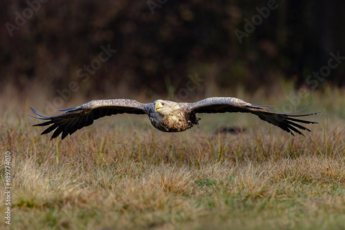 White Eagle tail 