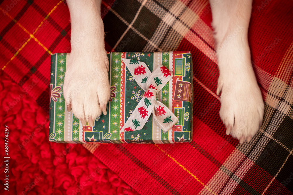 Prezent dla psa - piesek trzyma łapkę na świątecznym upominku - obrazy, fototapety, plakaty 