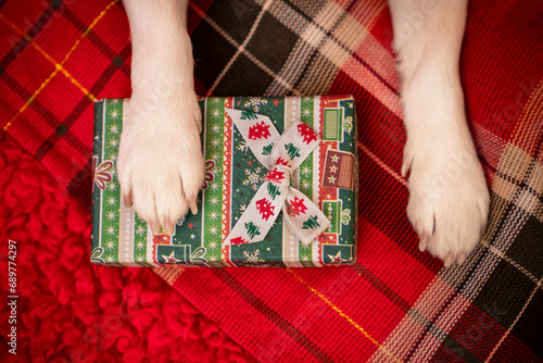 Prezent dla psa - piesek trzyma łapkę na świątecznym upominku