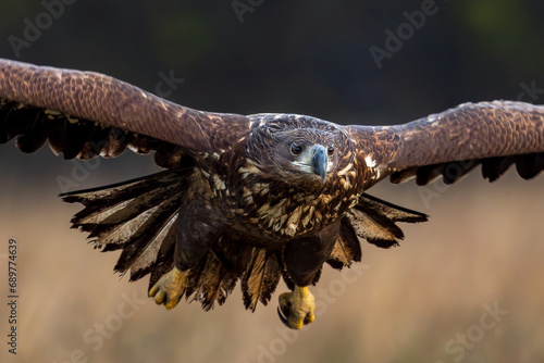 White Eagle tail 