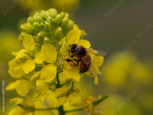 Western Honeybee (Apis mellifera), Buckfast Bee, collecting pollen on flower of White Mustard (Sinapis alba)