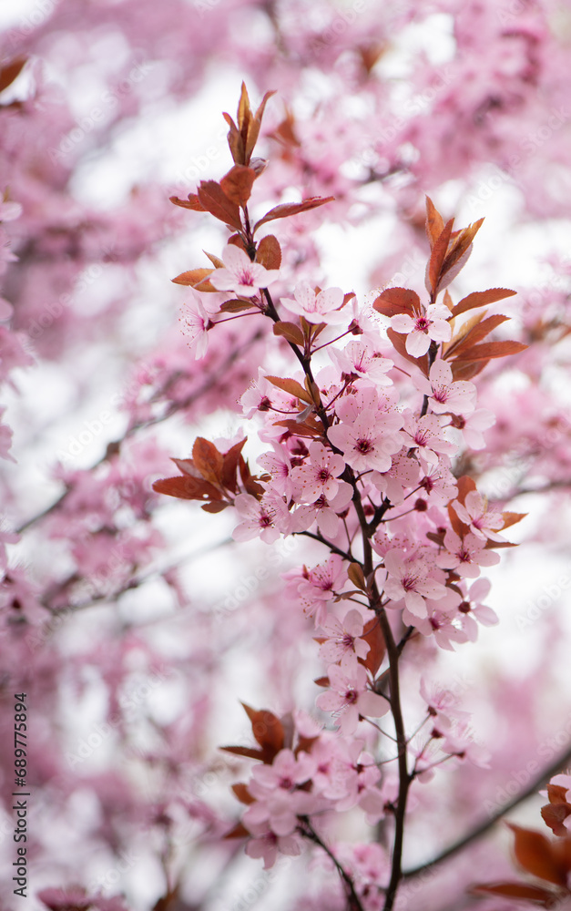 Beautiful pink flowers of bloom plum tree against evening sunset light and blurred bokeh. Spring seasonal floral background. Plum blossoming close up. Beautiful pink flowers of bloom plum tree against evening sunset light and blurred bokeh. Spring seasonal floral background. Plum blossoming close up.