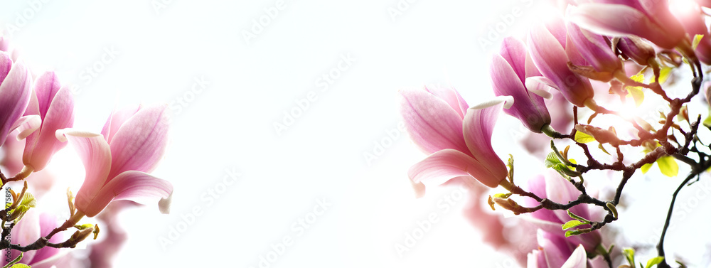 Fototapeta premium Spring seasonal banner background with beautiful pink flowers of magnolia against white bright light. Horisontal Banner with empty space for text.