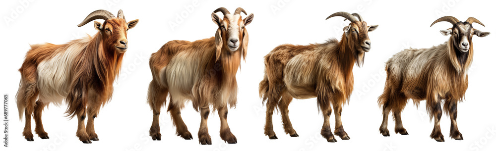 Collection of goats standing isolated on white background Collection of goats standing isolated on white background