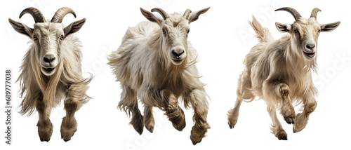 Collection of white goats running isolated on white background © Luckyphotos