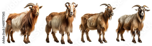 Collection of goats standing isolated on white background