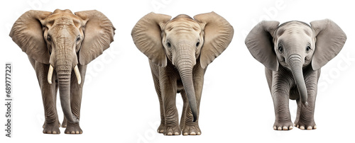 Collection of elephant, different poses, isolated on white background