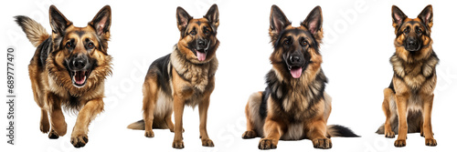 Collection of German shepherd dogs with brown and black fur, in different poses, isolated on white background