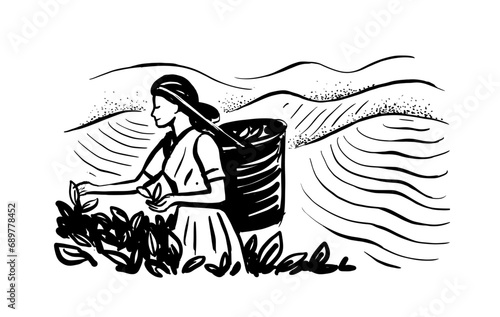 Sketch woman picking tea leaf in plantation. Tea making process part drawing.